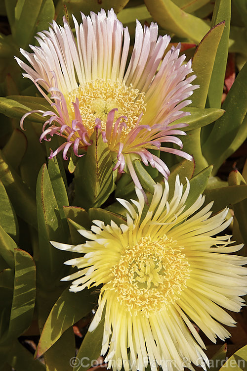 Hottentot. Fig or Iceplant (<i>Carpobrotus edulis</i>), a South African succulent that has naturalised in many areas, particularly near the coast, where its spreading habit makes it an important plant for helping control sand dune erosion. Its flowers are followed by edible watery fruit. carpobrotus-2650htm'>Carpobrotus. <a href='aizoaceae-plant-family-photoshtml'>Aizoaceae</a>.