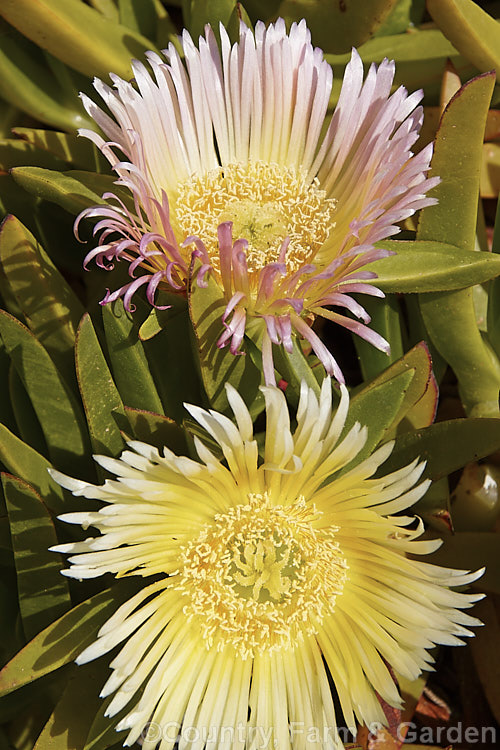 Hottentot. Fig or Iceplant (<i>Carpobrotus edulis</i>), a South African succulent that has naturalised in many areas, particularly near the coast, where its spreading habit makes it an important plant for helping control sand dune erosion. Its flowers are followed by edible watery fruit. carpobrotus-2650htm'>Carpobrotus. <a href='aizoaceae-plant-family-photoshtml'>Aizoaceae</a>.