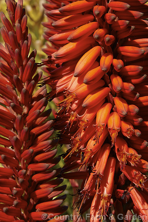 The inflorescence of the Tree Aloe or Krantz. Aloe (<i>Aloe arborescens</i>), despite its name indicating a tree-like habit, this southern African succulent develops into a dense, branching mound up to 3m high. In winter and spring it produces many heads of showy orange-red flowers. Order: Asparagales, Family: Asphodelaceae