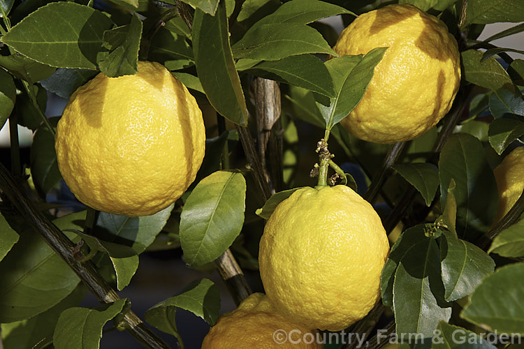 Lemonade (<i>Citrus limon x Citrus reticulata</i>), a hybrid between a lemon and a mandarin that produces medium-sized, easy-peeling, yellow fruits. The skin of the fruit has quite a pungent lemon aroma but the flesh is edible raw and does not have the bitterness of a lemon. It develops into a small tree that in mild climates fruits almost continuously. The branches can be very thorny. citrus-2140htm'>Citrus.