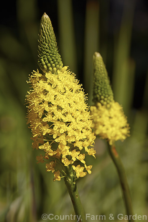 Bulbinella nutans, a rhizome-rooted perennial native to South Africa, where it occur in damp places with peaty soil. It flowers in late winter to spring and the flowers may be yellow or creamy white. It forms a clump of broad grassy leaves. bulbinella-2613htm'>Bulbinella.