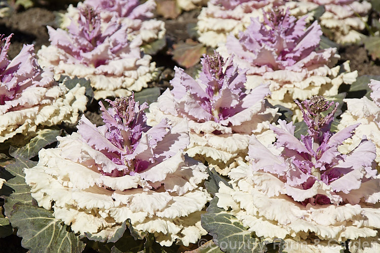 Ornamental Kale (<i>Brassica oleracea - Acephala Group</i>), a fancy form of garden kale that is grown for its coloured foliage and often treated as a hardy winter bedding plant. Order: Brassicales, Family: Brassicaceae