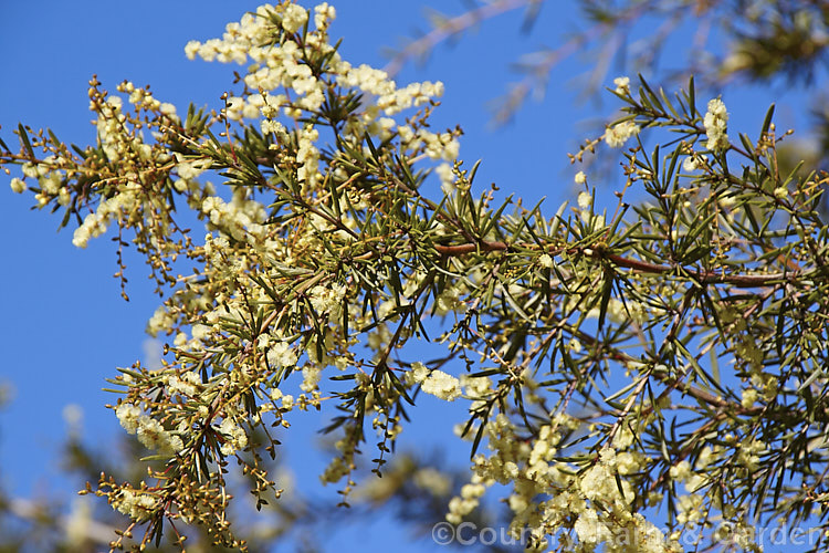 Prickly Moses (<i>Acacia verticillata</i>), a late winter to early spring-flowering evergreen shrub or tree to 9m tall native to southeastern Australia including Tasmania. Its bronze-green foliage is tipped with short, fine spines. Order: Fabales, Family: Fabaceae