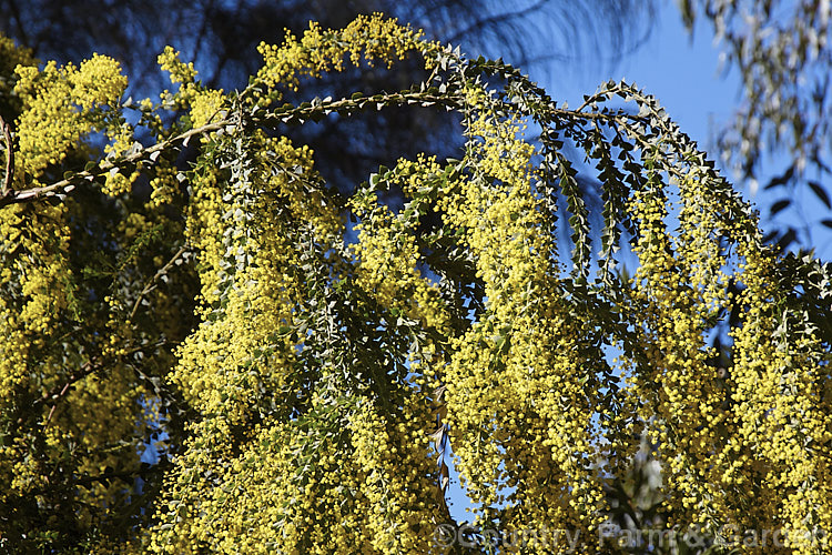 Oven's Wattle or Alpine Wattle (<i>Acacia pravissima</i>), an evergreen, late winter- to spring-flowering, large shrub or small tree growing to around 5m tall It occurs naturally in south-eastern Australia. The sharply angled phyllodes are quite distinctive but can be confused with those of the similar Knife-leaf Wattle (<i>Acacia cultriformis</i>). Order: Fabales, Family: Fabaceae