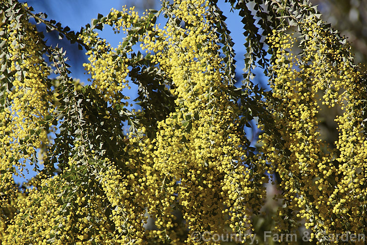 Oven's Wattle or Alpine Wattle (<i>Acacia pravissima</i>), an evergreen, late winter- to spring-flowering, large shrub or small tree growing to around 5m tall It occurs naturally in south-eastern Australia. The sharply angled phyllodes are quite distinctive but can be confused with those of the similar Knife-leaf Wattle (<i>Acacia cultriformis</i>). Order: Fabales, Family: Fabaceae