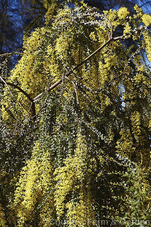 Oven's Wattle or Alpine Wattle (<i>Acacia pravissima</i>), an evergreen, late winter- to spring-flowering, large shrub or small tree growing to around 5m tall It occurs naturally in south-eastern Australia. The sharply angled phyllodes are quite distinctive but can be confused with those of the similar Knife-leaf Wattle (<i>Acacia cultriformis</i>). Order: Fabales, Family: Fabaceae