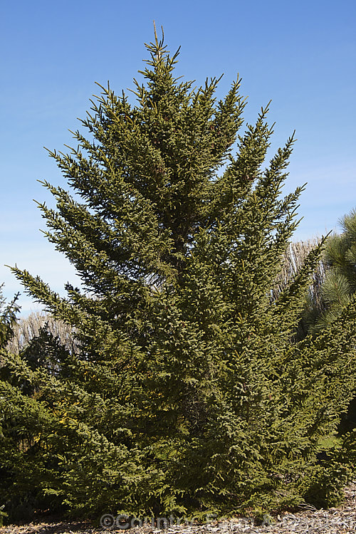 Sakhalin. Spruce (<i>Picea glehnii</i>), a 30m tall evergreen coniferous tree native to northern Japan and SakhalinIsland It has a narrow, strongly erect habit and its cones are up to 8cm long. picea-2080htm'>Picea. <a href='pinaceae-plant-family-photoshtml'>Pinaceae</a>.