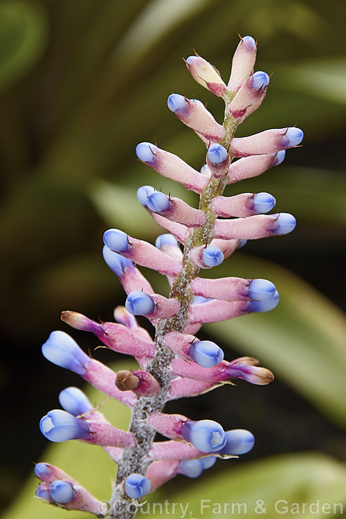 The flowerhead of <i>Aechmea gamosepala</i>, a Brazilian bromeliad with pale green leaves and a flowerhead up to 50cm high. When the plant is in flower the foliage vase develops a mauve tint at the base. Order: Poales, Family: Bromeliaceae