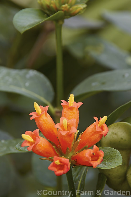 Buffalo-wood, Buffalo-horn or Wild Pomegranate (<i>Burchellia bubalina [syn. Burchellia capensis]), an evergreen shrub up to 3m tall from South Africa 15mm wide, red-brown berries follow the flowers. burchellia-2615htm'>Burchellia. <a href='rubiaceae-plant-family-photoshtml'>Rubiaceae</a>.