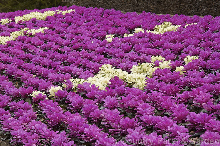 Ornamental Kale (<i>Brassica oleracea - Acephala Group</i>), a fancy form of garden kale that is grown for its coloured foliage and often treated as a hardy winter bedding plant. Order: Brassicales, Family: Brassicaceae