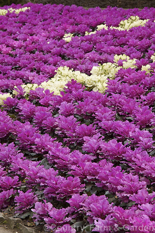 Ornamental Kale (<i>Brassica oleracea - Acephala Group</i>), a fancy form of garden kale that is grown for its coloured foliage and often treated as a hardy winter bedding plant. Order: Brassicales, Family: Brassicaceae