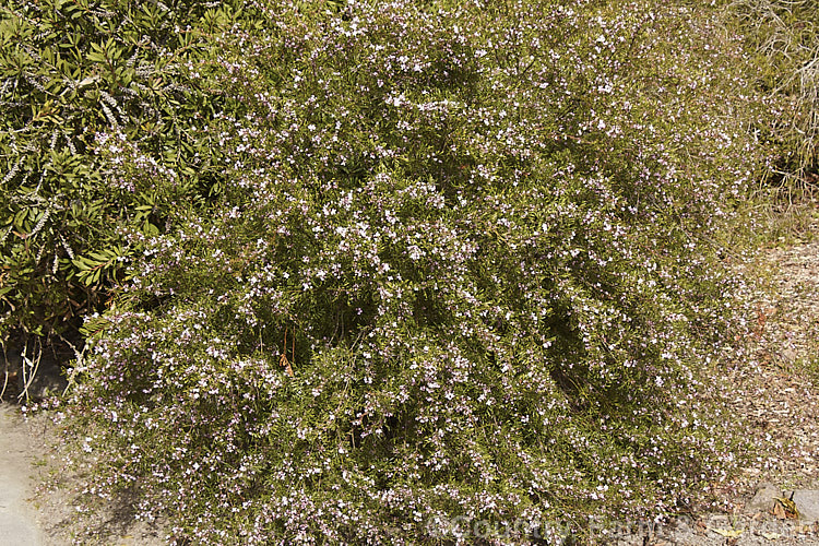 Pinnate Boronia (<i>Boronia pinnata</i>), a 15m tall, evergreen, late winter to early spring-flowering shrub native to New South Wales, Australia. The pinnate leaves are made up of 5-9 narrow segments and the light pink flowers are not scented. Order: Sapindales, Family: Rutaceae