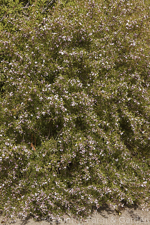 Pinnate Boronia (<i>Boronia pinnata</i>), a 15m tall, evergreen, late winter to early spring-flowering shrub native to New South Wales, Australia. The pinnate leaves are made up of 5-9 narrow segments and the light pink flowers are not scented. boronia-2282htm'>Boronia.