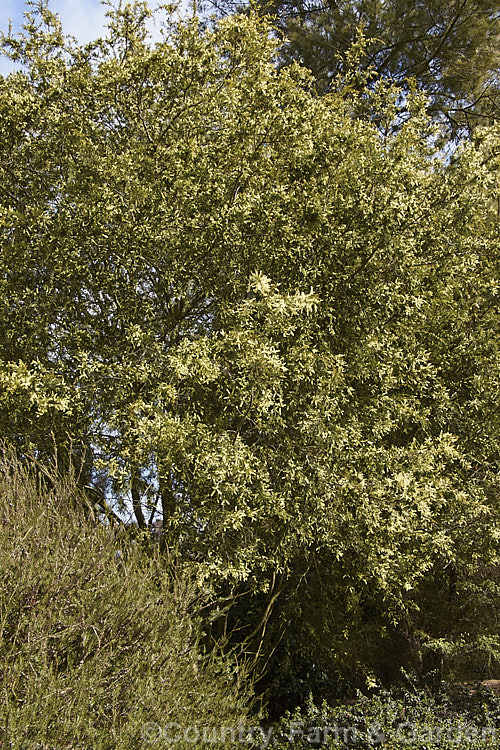 Prickly Moses (<i>Acacia verticillata</i>), a late winter to early spring-flowering evergreen shrub or tree to 9m tall native to southeastern Australia including Tasmania. Its bronze-green foliage is tipped with short, fine spines. Order: Fabales, Family: Fabaceae