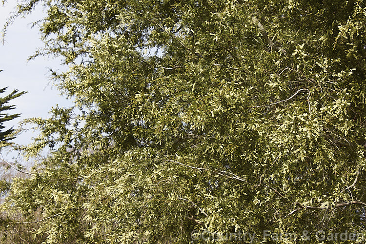 Prickly Moses (<i>Acacia verticillata</i>), a late winter to early spring-flowering evergreen shrub or tree to 9m tall native to southeastern Australia including Tasmania. Its bronze-green foliage is tipped with short, fine spines. Order: Fabales, Family: Fabaceae