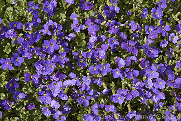 Aubretia (<i>Aubrieta deltoidea</i>), a perennial native of the Aegean region. Sometimes grown as a bedding annual, it is also widely grown as a rockery plant and is ideal for spilling over rock walls and growing in the cracks in stone paving. Note the difference in the spelling of the common name aubretia and the proper name. Aubrieta. aubrieta-2388htm'>Aubrieta. .