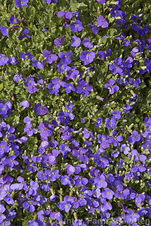 Aubretia (<i>Aubrieta deltoidea</i>), a perennial native of the Aegean region. Sometimes grown as a bedding annual, it is also widely grown as a rockery plant and is ideal for spilling over rock walls and growing in the cracks in stone paving. Note the difference in the spelling of the common name aubretia and the proper name. Aubrieta. aubrieta-2388htm'>Aubrieta. .