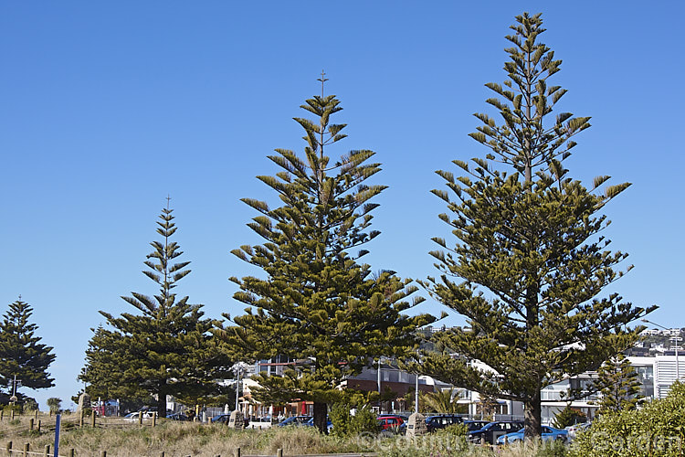 Norfolk Pine (<i>Araucaria heterophylla</i>). Endemic to Norfolk Island, this tree has the unusual habit of being very upright despite constant exposure to wind, which as shown here, makes it a very effective coastal tree in areas that are mild enough to support it. Order: Pinales, Family: Araucariaceae