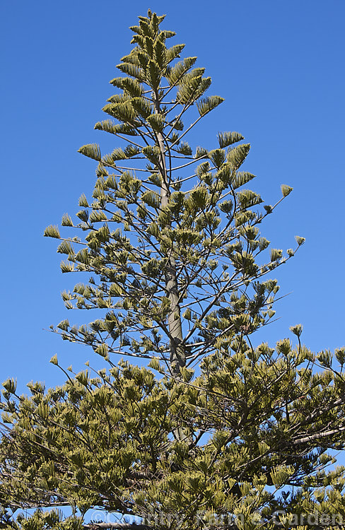 Norfolk Pine (<i>Araucaria heterophylla</i>) at the size where the final adult foliage and form is becoming established, shown here in the upper part of the frame. Endemic to Norfolk Island, this tree has the unusual habit of being very upright despite constant exposure to wind, which makes it a very effective coastal tree in areas that are mild enough to support it. Order: Pinales, Family: Araucariaceae