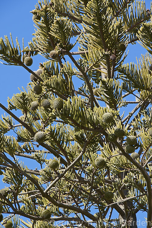 Norfolk Pine (<i>Araucaria heterophylla</i>) with mature cones. The seed cones can be over 15cm diameter and take 2-3 years to mature. Endemic to Norfolk Island, this tree has the unusual habit of being very upright despite constant exposure to wind, which makes it a very effective coastal tree in areas that are mild enough to support it. Order: Pinales, Family: Araucariaceae