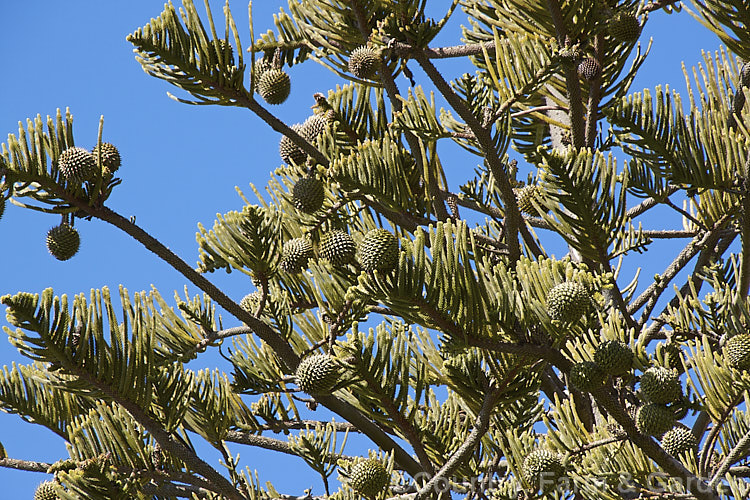 Norfolk Pine (<i>Araucaria heterophylla</i>) with mature cones. The seed cones can be over 15cm diameter and take 2-3 years to mature. Endemic to Norfolk Island, this tree has the unusual habit of being very upright despite constant exposure to wind, which makes it a very effective coastal tree in areas that are mild enough to support it. Order: Pinales, Family: Araucariaceae