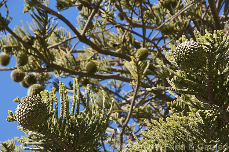 Norfolk Pine (<i>Araucaria heterophylla</i>) with mature cones. The seed cones can be over 15cm diameter and take 2-3 years to mature. Endemic to Norfolk Island, this tree has the unusual habit of being very upright despite constant exposure to wind, which makes it a very effective coastal tree in areas that are mild enough to support it. Order: Pinales, Family: Araucariaceae