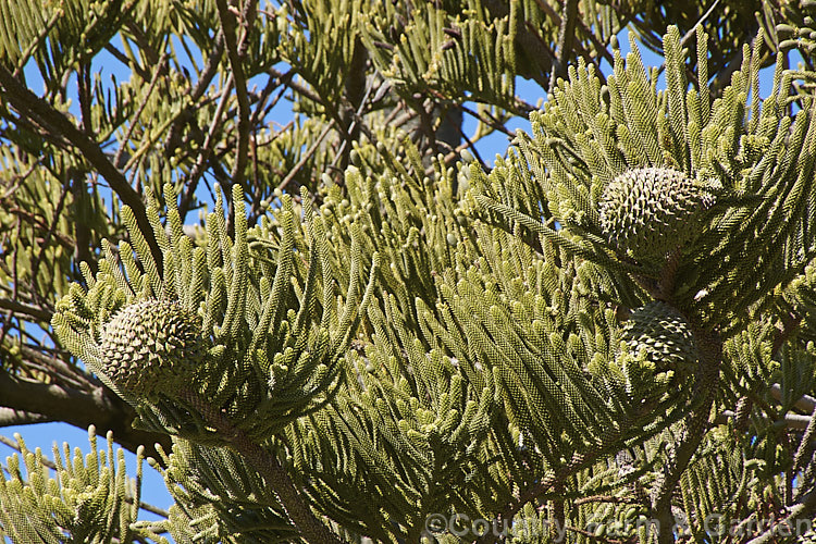 Norfolk Pine (<i>Araucaria heterophylla</i>) with mature cones. The seed cones can be over 15cm diameter and take 2-3 years to mature. Endemic to Norfolk Island, this tree has the unusual habit of being very upright despite constant exposure to wind, which makes it a very effective coastal tree in areas that are mild enough to support it. Order: Pinales, Family: Araucariaceae