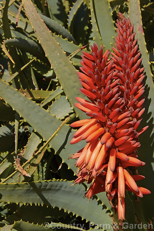 The inflorescence of the Tree Aloe or Krantz. Aloe (<i>Aloe arborescens</i>), despite its name indicating a tree-like habit, this southern African succulent develops into a dense, branching mound up to 3m high. In winter and spring it produces many heads of showy orange-red flowers. Order: Asparagales, Family: Asphodelaceae