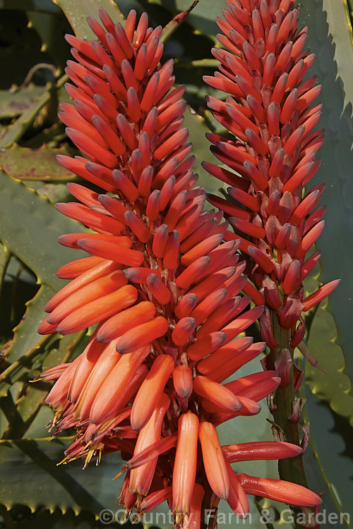 The inflorescence of the Tree Aloe or Krantz. Aloe (<i>Aloe arborescens</i>), despite its name indicating a tree-like habit, this southern African succulent develops into a dense, branching mound up to 3m high. In winter and spring it produces many heads of showy orange-red flowers. Order: Asparagales, Family: Asphodelaceae