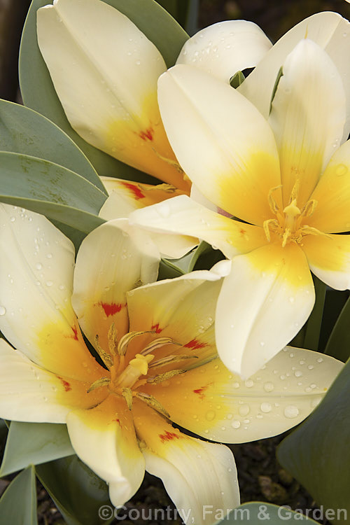Tulipa 'Honorose' (<i>Category 13 x Fosteriana. Hybrid</i>), a low-growing, early-flowering hybrid that rarely exceeds 20cm in height. Despite its supposed parentage, for garden use it is perhaps more in the style of a Greigi or 'rock tulip' than most. Fosterianas. Order: Liliales, Family: Liliaceae