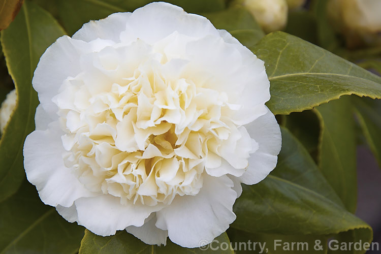 <i>Camellia</i> 'Gwenneth Morey', an Australian-raised <i>Camellia japonica</i> cultivar introduced in 1965. It is very similar to 'Brushfield's Yellow' but with slightly smaller, more densely packed anemone-form flowers. Order: Ericales, Family: Theaceae