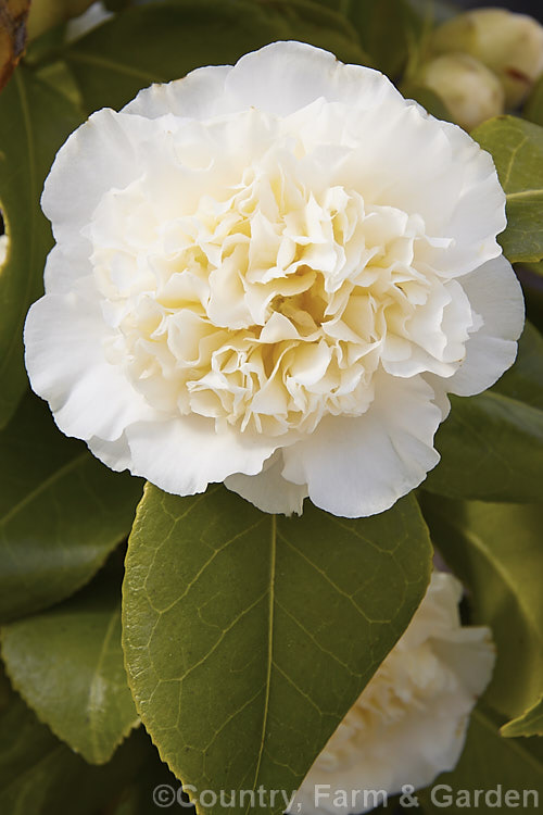 <i>Camellia</i> 'Gwenneth Morey', an Australian-raised <i>Camellia japonica</i> cultivar introduced in 1965. It is very similar to 'Brushfield's Yellow' but with slightly smaller, more densely packed anemone-form flowers. Order: Ericales, Family: Theaceae