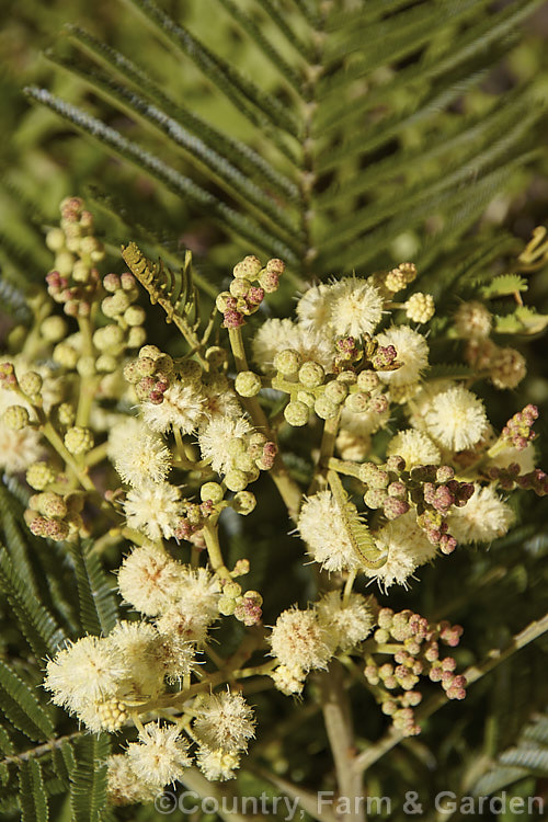 Late Black Wattle (<i>Acacia mearnsii</i>), a spring- to summer-flowering evergreen tree from eastern and southern Australia. It grows to around 10m tall and the flowers have a pleasant spicy scent. The ferny foliage is more of a dark green shade than the blue-green common to wattles. Order: Fabales, Family: Fabaceae