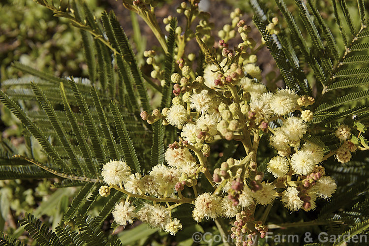 Late Black Wattle (<i>Acacia mearnsii</i>), a spring- to summer-flowering evergreen tree from eastern and southern Australia. It grows to around 10m tall and the flowers have a pleasant spicy scent. The ferny foliage is more of a dark green shade than the blue-green common to wattles. Order: Fabales, Family: Fabaceae