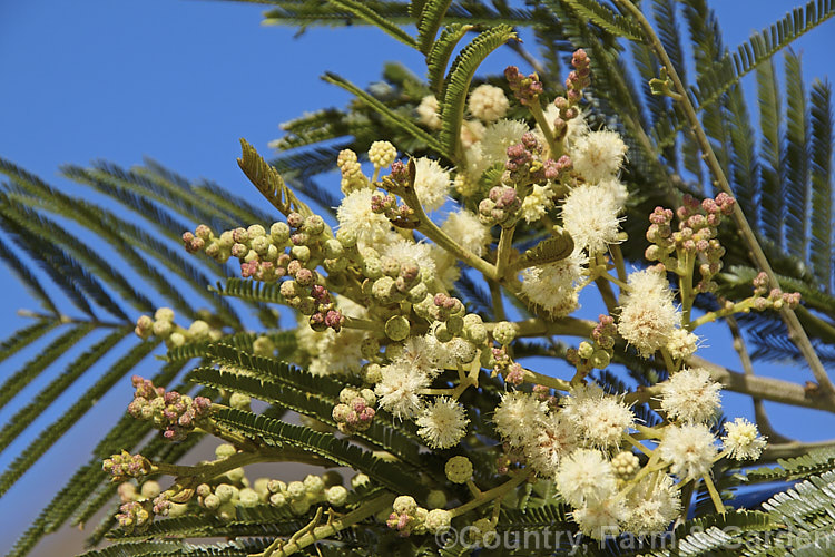 Late Black Wattle (<i>Acacia mearnsii</i>), a spring- to summer-flowering evergreen tree from eastern and southern Australia. It grows to around 10m tall and the flowers have a pleasant spicy scent. The ferny foliage is more of a dark green shade than the blue-green common to wattles. Order: Fabales, Family: Fabaceae