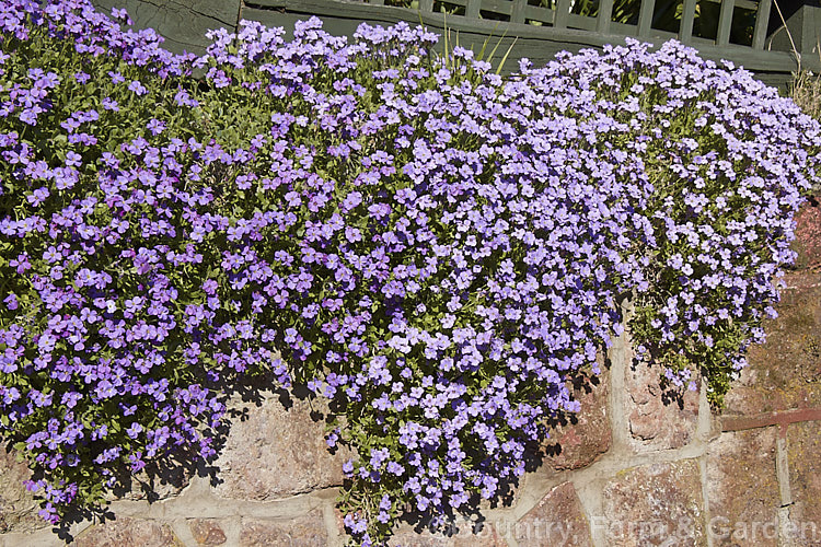 Aubretia (<i>Aubrieta deltoidea</i>) cascading over a wall made from volcanic rock. This perennial is native to the Aegean region. Sometimes grown as a bedding annual, it is also widely grown as a rockery plant and is ideal for spilling over rock walls and growing in the cracks in stone paving. Note the difference in the spelling of the common name aubretia and the proper name. Aubrieta. aubrieta-2388htm'>Aubrieta. .