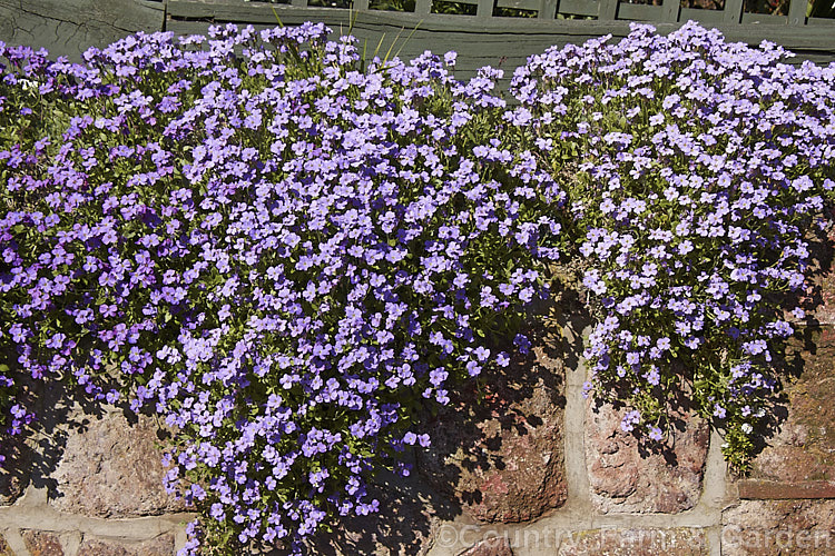 Aubretia (<i>Aubrieta deltoidea</i>) cascading over a wall made from volcanic rock. This perennial is native to the Aegean region. Sometimes grown as a bedding annual, it is also widely grown as a rockery plant and is ideal for spilling over rock walls and growing in the cracks in stone paving. Note the difference in the spelling of the common name aubretia and the proper name. Aubrieta. aubrieta-2388htm'>Aubrieta. .