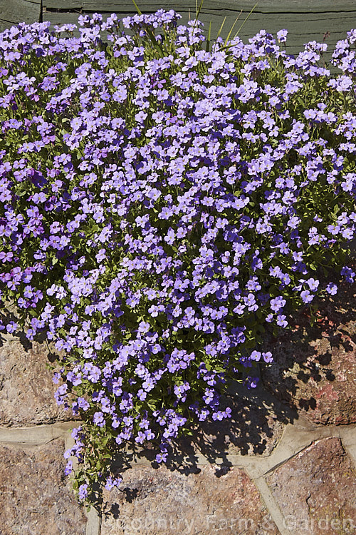 Aubretia (<i>Aubrieta deltoidea</i>) cascading over a wall made from volcanic rock. This perennial is native to the Aegean region. Sometimes grown as a bedding annual, it is also widely grown as a rockery plant and is ideal for spilling over rock walls and growing in the cracks in stone paving. Note the difference in the spelling of the common name aubretia and the proper name. Aubrieta. aubrieta-2388htm'>Aubrieta. .