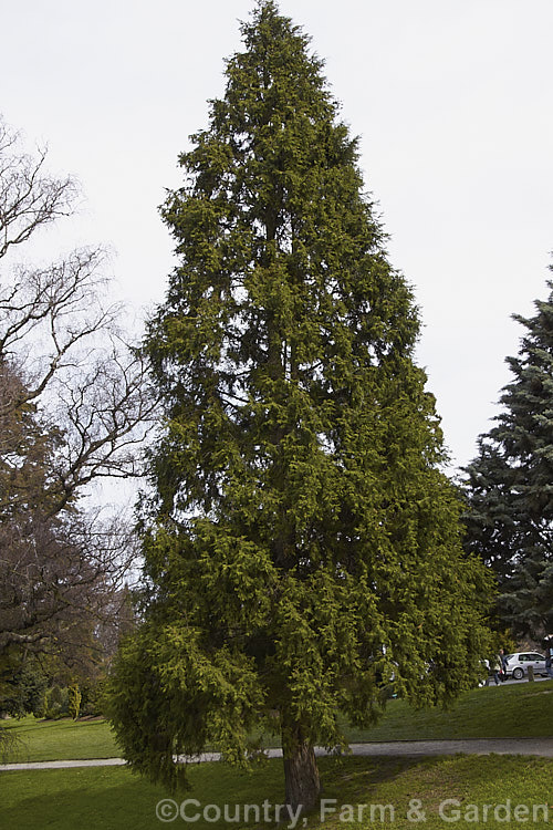Himalayan Cypress (<i>Cupressus torulosa</i>), a narrow, very erect, evergreen conifer that can grow to 40m tall and which is native to the western Himalayan region. Order: Pinales, Family: Cupressaceae