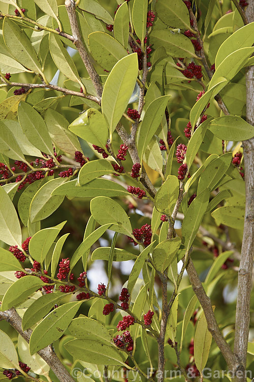 Myrtle-leaf. Distylium (<i>Distylium myricoides</i>), an evergreen shrub or small tree native to southern China. It has a lateral branching habit, resulting in rather tiered growth. Sprays of small red flowers appear in spring. It can grow to over 10m tall in the wild but rarely exceeds 4m in cultivation. distylium-2878htm'>Distylium. <a href='hamamelidaceae-plant-family-photoshtml'>Hamamelidaceae</a>.