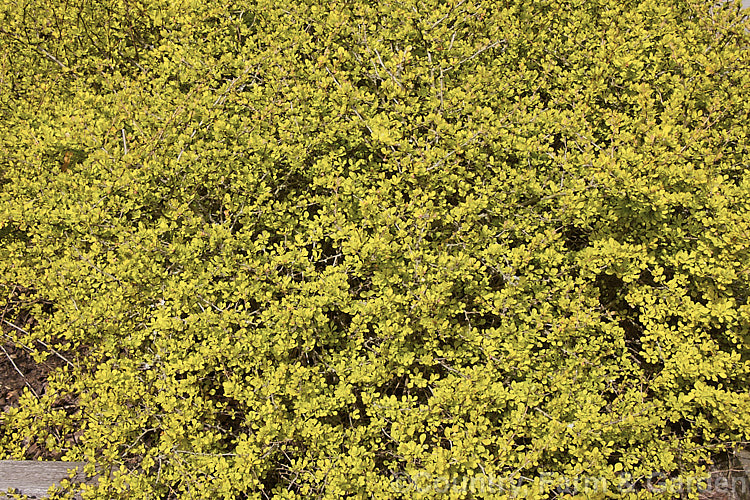 The spring foliage of Berberis thunbergii 'Aurea', a compact golden-yellow-foliaged cultivar of a deciduous, 1 x 2m tall barberry shrub native to Japan. It has thorny stems and small, red-marked, yellow flowers that open from mid-spring. Small red fruits may follow but are often sparse on this cultivar. berberis-2186htm'>Berberis. Order: Ranunculales, Family: Berberidaceae