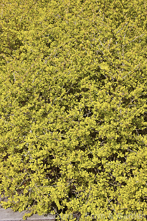 The spring foliage of Berberis thunbergii 'Aurea', a compact golden-yellow-foliaged cultivar of a deciduous, 1 x 2m tall barberry shrub native to Japan. It has thorny stems and small, red-marked, yellow flowers that open from mid-spring. Small red fruits may follow but are often sparse on this cultivar. berberis-2186htm'>Berberis. Order: Ranunculales, Family: Berberidaceae