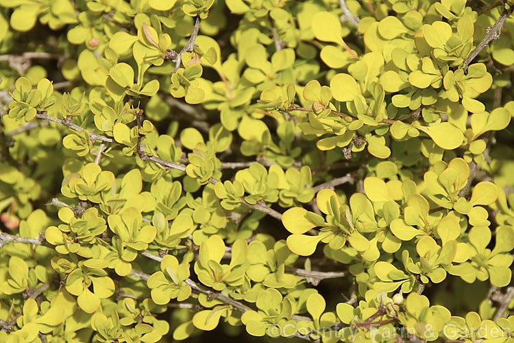 The spring foliage of Berberis thunbergii 'Aurea', a compact golden-yellow-foliaged cultivar of a deciduous, 1 x 2m tall barberry shrub native to Japan. It has thorny stems and small, red-marked, yellow flowers that open from mid-spring. Small red fruits may follow but are often sparse on this cultivar. berberis-2186htm'>Berberis. Order: Ranunculales, Family: Berberidaceae