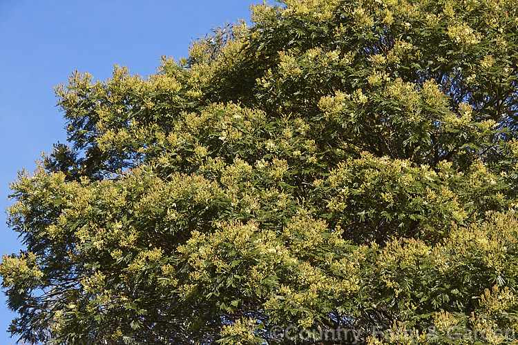 Late Black Wattle (<i>Acacia mearnsii</i>), a spring- to summer-flowering evergreen tree from eastern and southern Australia. It grows to around 10m tall and the flowers have a pleasant spicy scent. The ferny foliage is more of a dark green shade than the blue-green common to wattles. Order: Fabales, Family: Fabaceae