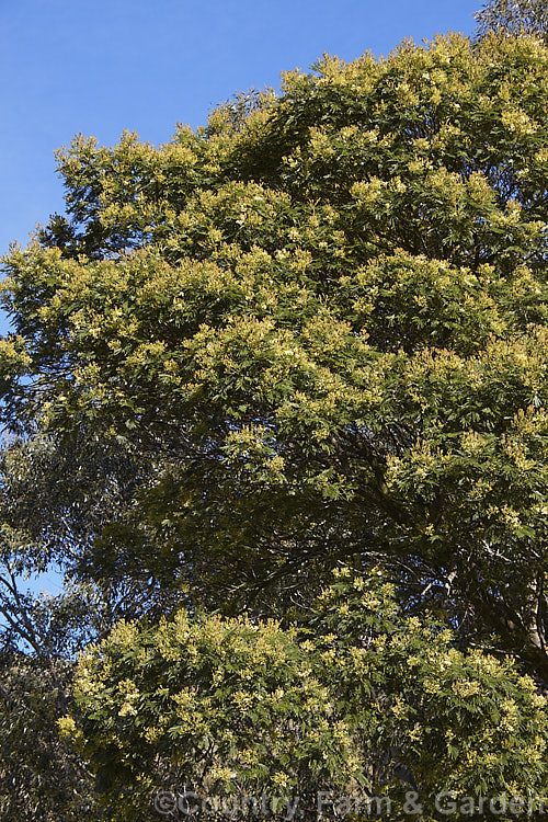 Late Black Wattle (<i>Acacia mearnsii</i>), a spring- to summer-flowering evergreen tree from eastern and southern Australia. It grows to around 10m tall and the flowers have a pleasant spicy scent. The ferny foliage is more of a dark green shade than the blue-green common to wattles. Order: Fabales, Family: Fabaceae