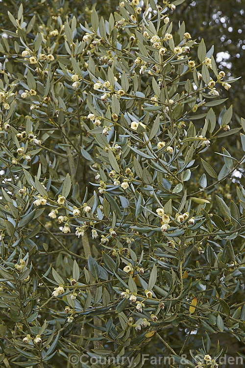 Foliage and flowers of the Tasmanian. Sassafras (<i>Atherosperma moschata</i>), an evergreen tree native to southeastern Australia, including Tasmania. It grows to well over 30m tall and blooms mainly from spring to early summer. atherosperma-2386htm'>Atherosperma. <a href='atherospermataceae-plant-family-photoshtml'>Atherospermataceae</a>.