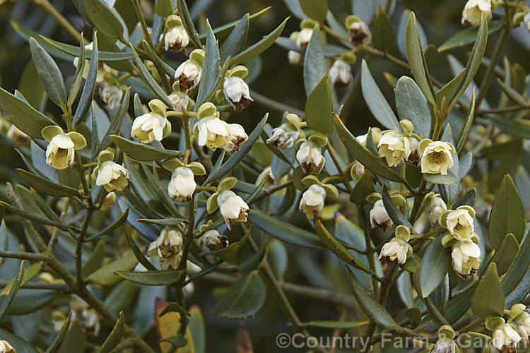 Foliage and flowers of the Tasmanian. Sassafras (<i>Atherosperma moschata</i>), an evergreen tree native to southeastern Australia, including Tasmania. It grows to well over 30m tall and blooms mainly from spring to early summer. atherosperma-2386htm'>Atherosperma. <a href='atherospermataceae-plant-family-photoshtml'>Atherospermataceae</a>.