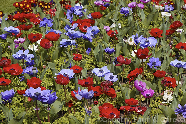 Harmony' Mixed Colour Bedding Anemone (<i>Anemone coronaria 'Harmony' Mixed</i>), a rhizomatous southern European perennial that has been extensively developed to produce large, fancy flowers 'Harmony' is just one of many strains that have been developed <span style='color:red'>Note:</span> this is real garden flower bed, not a staged group, and some of the flowers show mud-spattering from rain, wind damage, insect damage, etc. They are not 'picture perfect' but they are as seen in real life. Order: Ranunculales, Family: Ranunculaceae