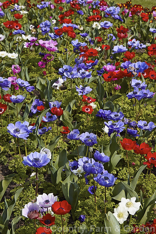 Harmony' Mixed Colour Bedding Anemone (<i>Anemone coronaria 'Harmony' Mixed</i>), a rhizomatous southern European perennial that has been extensively developed to produce large, fancy flowers 'Harmony' is just one of many strains that have been developed <span style='color:red'>Note:</span> this is real garden flower bed, not a staged group, and some of the flowers show mud-spattering from rain, wind damage, insect damage, etc. They are not 'picture perfect' but they are as seen in real life. Order: Ranunculales, Family: Ranunculaceae