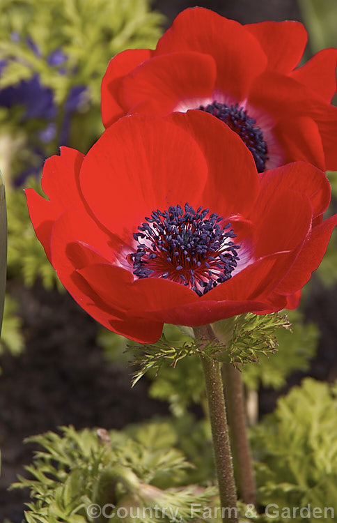 Harmony' Red Bedding Anemone (<i>Anemone coronaria 'Harmony' Red</i>), a rhizomatous southern European perennial that has been extensively developed to produce large, fancy flowers 'Harmony' is just one of many strains that have been developed. Order: Ranunculales, Family: Ranunculaceae